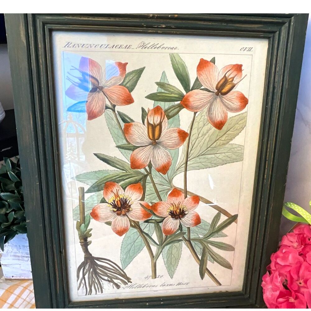 Beautiful antique botanical lithograph Helleborus Laxus Host; must see